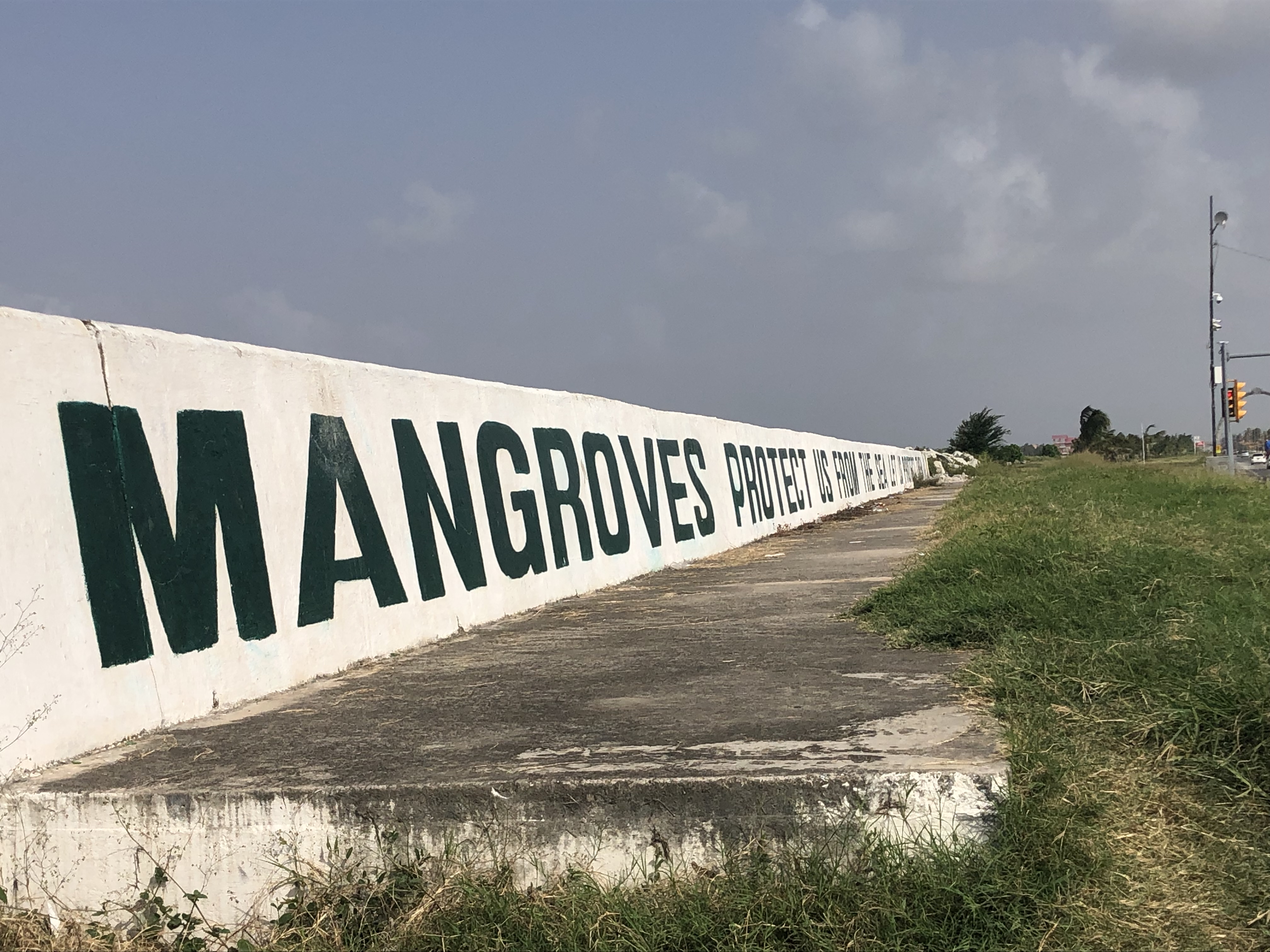 concrete sea wall with writing mangroves protect us